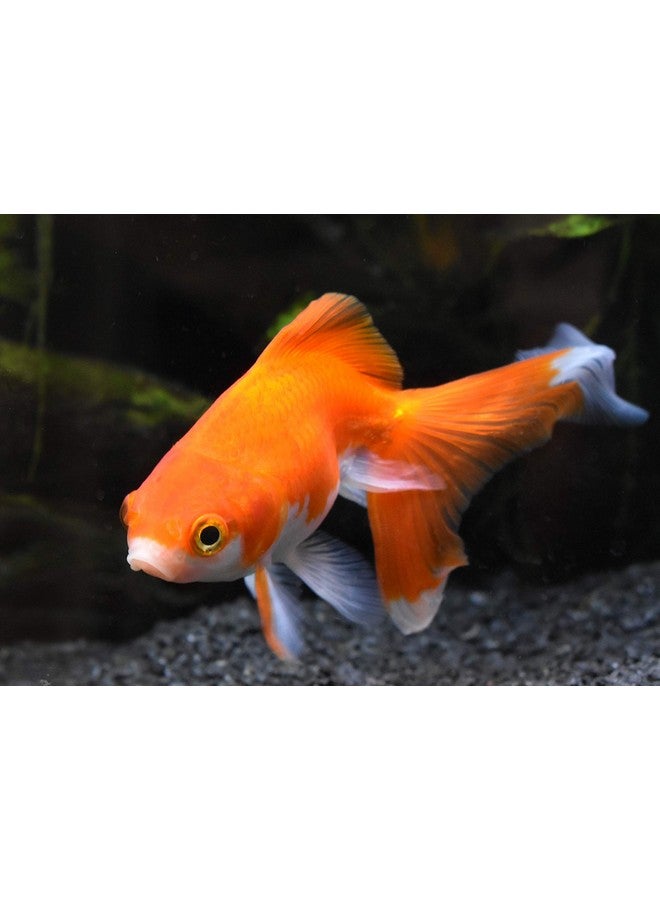 سي تشيم منظم القلوية 250 جرام - Image 3