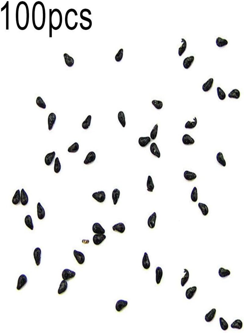 GGOOT 100Pcs Mixed Color Pitaya Seeds,Delicious Fruit Bonsai Plant Home Garden Decor for Planting Garden Yard Outdoor 1 Pitaya Seeds - Image 2