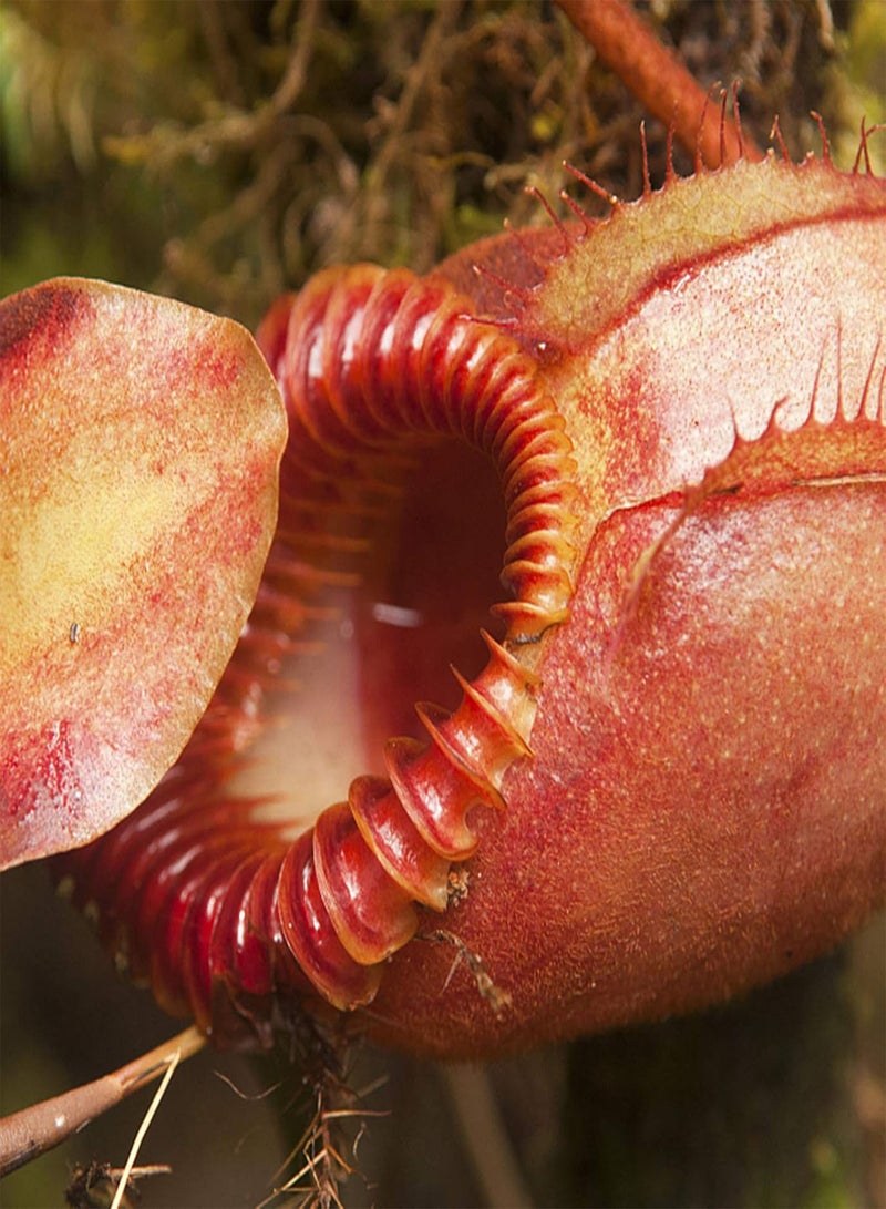 GGOOT 50Pcs/Bag Nepenthes Seeds Decorative Tropical with Bag of Carnivorous Plant Seeds for Home Rose Red Nepenthes Seeds - Image 2