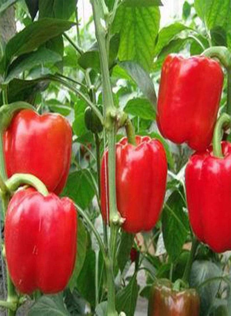 GGOOT 150Pcs Sweet Pepper Seeds,Vegetable Garden Balcony Potted Bonsai Plant for Planting Garden Yard Outdoor 1 Sweet Pepper Seeds - Image 1