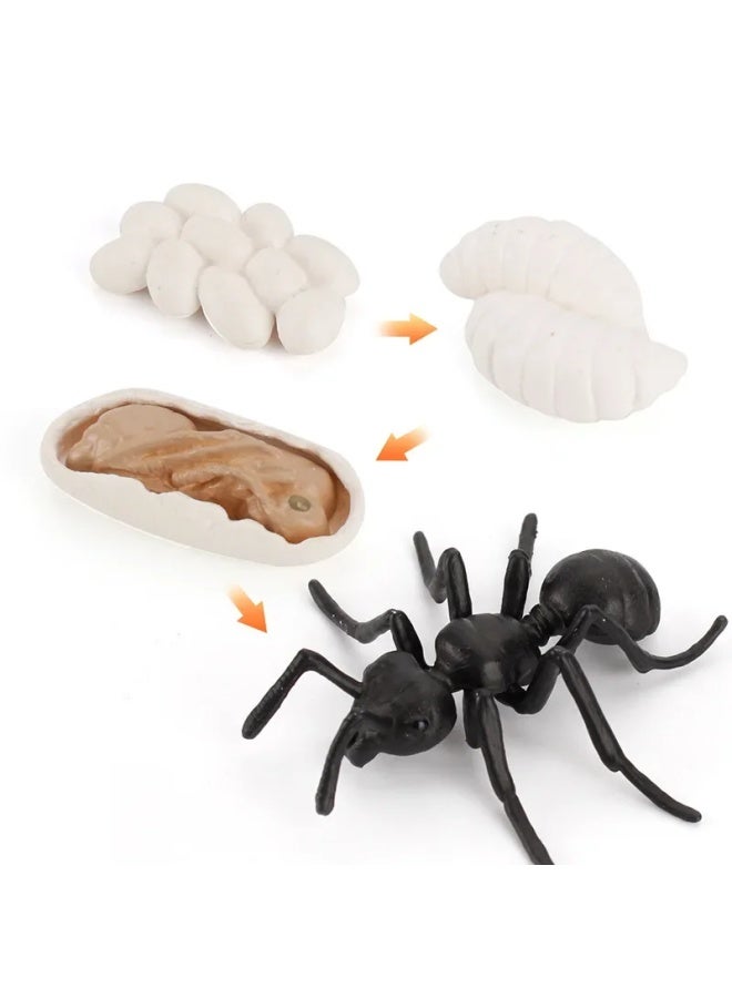 ألعاب معرفية للتعليم المبكر نماذج حيوانات صلبة ضفدع واقعي وسلحفاة بحرية وبعوض ونمل وصرصور دورة حياة اللون: 2450 العقرب 1 دورة نمو 51.5 جم - Image 5