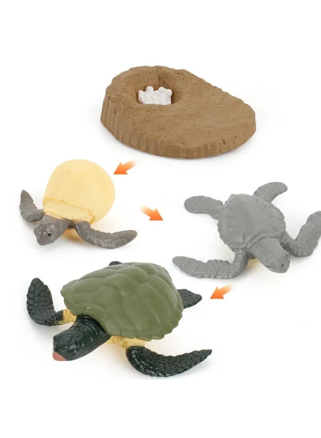 ألعاب معرفية للتعليم المبكر نماذج حيوانات صلبة ضفدع واقعي وسلحفاة بحرية وبعوض ونمل وصرصور دورة حياة اللون: 2450 العقرب 1 دورة نمو 51.5 جم - Image 4