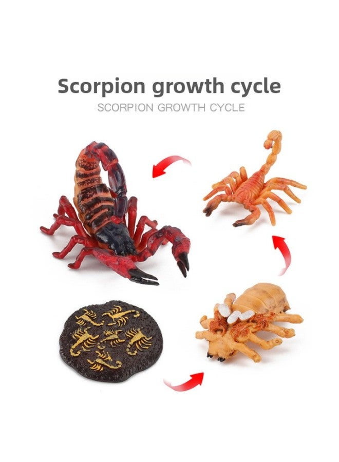 ألعاب معرفية للتعليم المبكر نماذج حيوانات صلبة ضفدع واقعي وسلحفاة بحرية وبعوض ونمل وصرصور دورة حياة اللون: 2450 العقرب 1 دورة نمو 51.5 جم - Image 1
