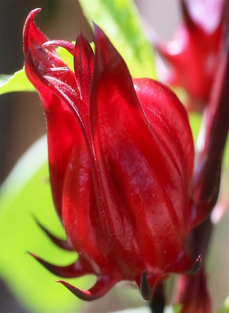 GGOOT 30Pcs Flower Seeds Aromatic Beautification Non-GMO Fast Growing Red Roselle Seeds Outdoor Red - Image 2