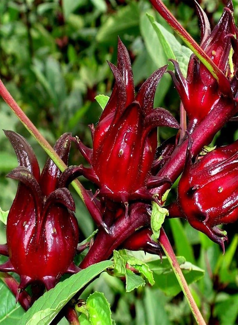 GGOOT 30Pcs Flower Seeds Aromatic Beautification Non-GMO Fast Growing Red Roselle Seeds Outdoor Red - Image 5