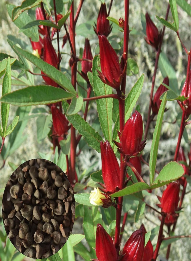 GGOOT 30Pcs Flower Seeds Aromatic Beautification Non-GMO Fast Growing Red Roselle Seeds Outdoor Red - Image 1