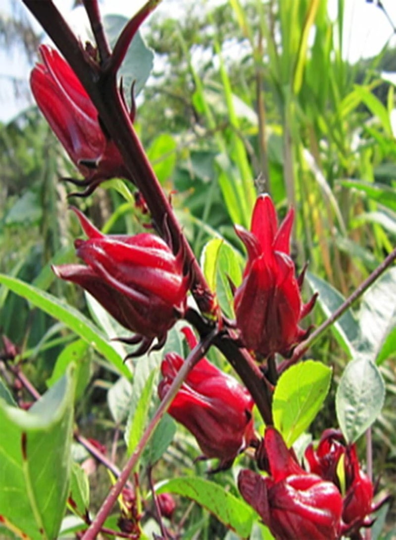GGOOT 30Pcs Flower Seeds Aromatic Beautification Non-GMO Fast Growing Red Roselle Seeds Outdoor Red - Image 3