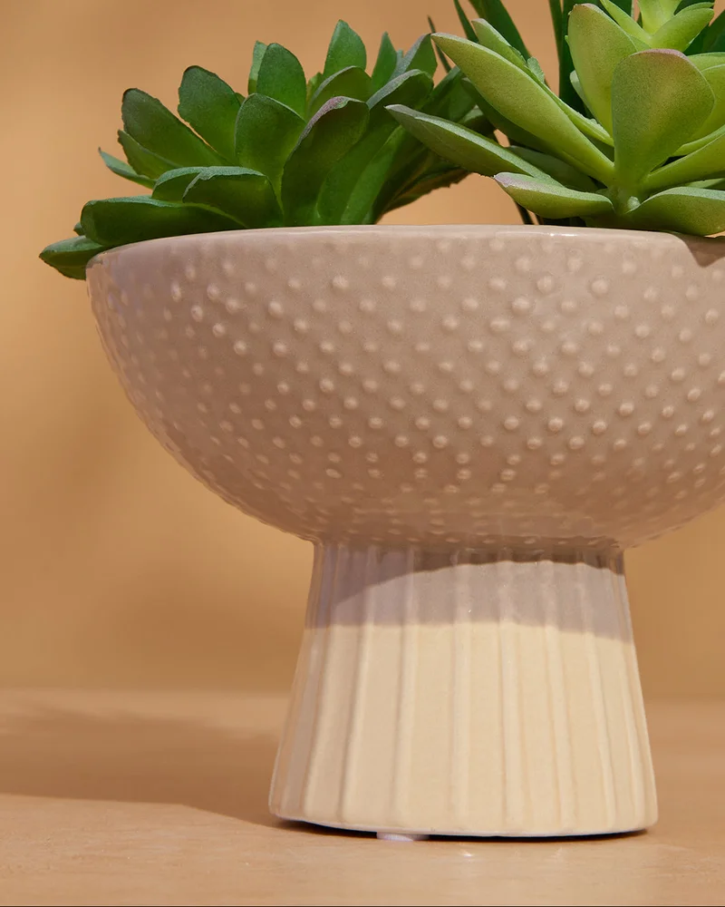 REDTAG Beige Textured Artificial Succulent In Footed Planter (22H x 19D cm)