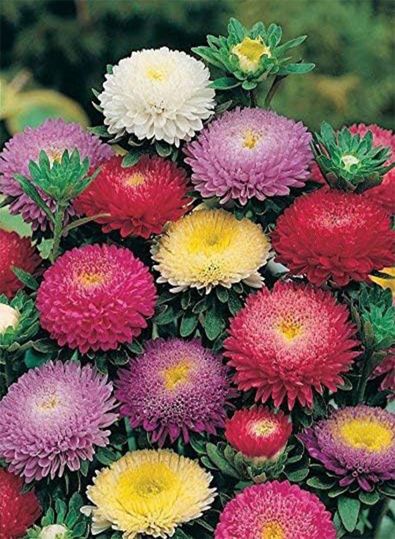 GGOOT Callistephus chinensis Powderpuff Mix | 10_Seeds