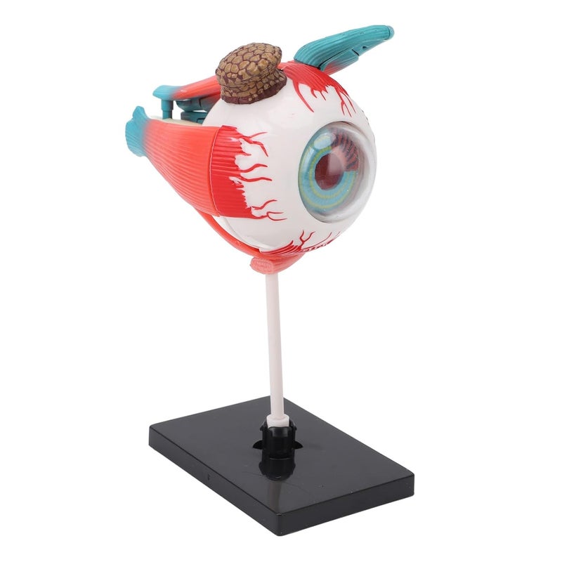 Advanced minimal build 16 Eyeball Anatomy Model with Stand, Build Detailed Human Eye Educational Tool, Lightweight and Sturdy Base, Suitable for Teaching and Display, Easy to Clean Plastic Material Season change compatible build Universal design Most item matching trendy design Safe material General compatible practical design Cost effective fine quality Demand fit global economical quality Global light sturdy raw material Daily universal pick Multi-goal comprehensive design Economical varied sizing picks Smooth joint UV resistant Polished safe edge Multi-market matching options Gulf standard sizing alternatives Globally popular universal design Longevity upgraded craftsmanship Easy daily handling design Multiple sizes Multiple design variants Classic trendy design picks Batch consistent craftsmanship Classic practical design - Image 1