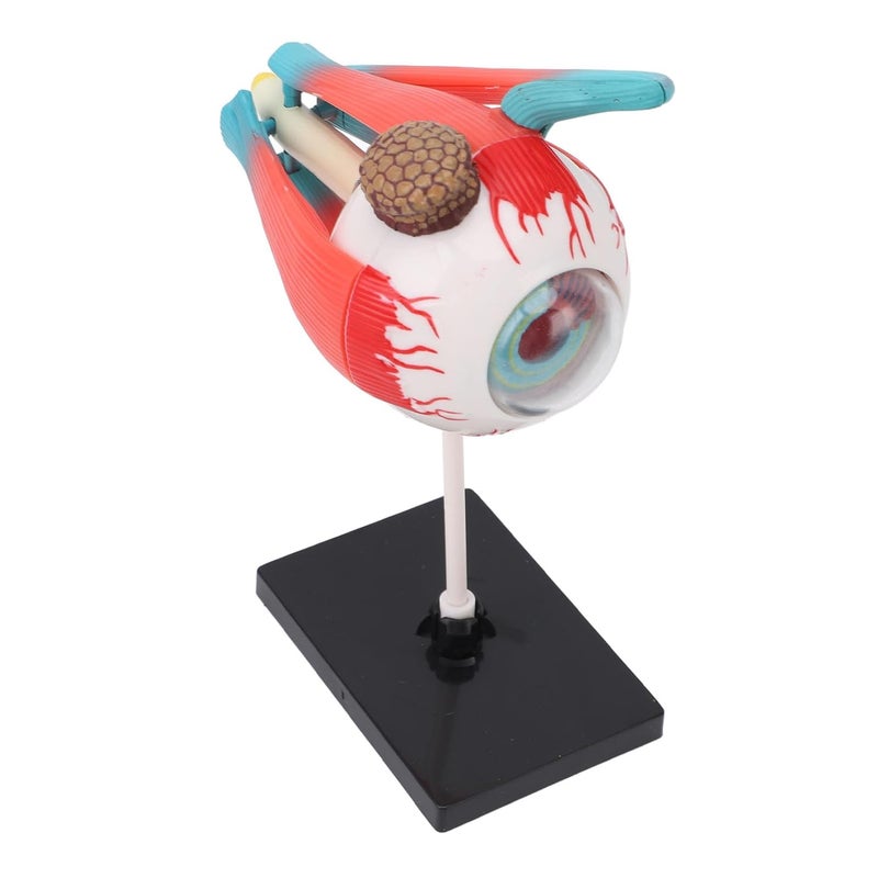 Advanced minimal build 16 Eyeball Anatomy Model with Stand, Build Detailed Human Eye Educational Tool, Lightweight and Sturdy Base, Suitable for Teaching and Display, Easy to Clean Plastic Material Season change compatible build Universal design Most item matching trendy design Safe material General compatible practical design Cost effective fine quality Demand fit global economical quality Global light sturdy raw material Daily universal pick Multi-goal comprehensive design Economical varied sizing picks Smooth joint UV resistant Polished safe edge Multi-market matching options Gulf standard sizing alternatives Globally popular universal design Longevity upgraded craftsmanship Easy daily handling design Multiple sizes Multiple design variants Classic trendy design picks Batch consistent craftsmanship Classic practical design - Image 3