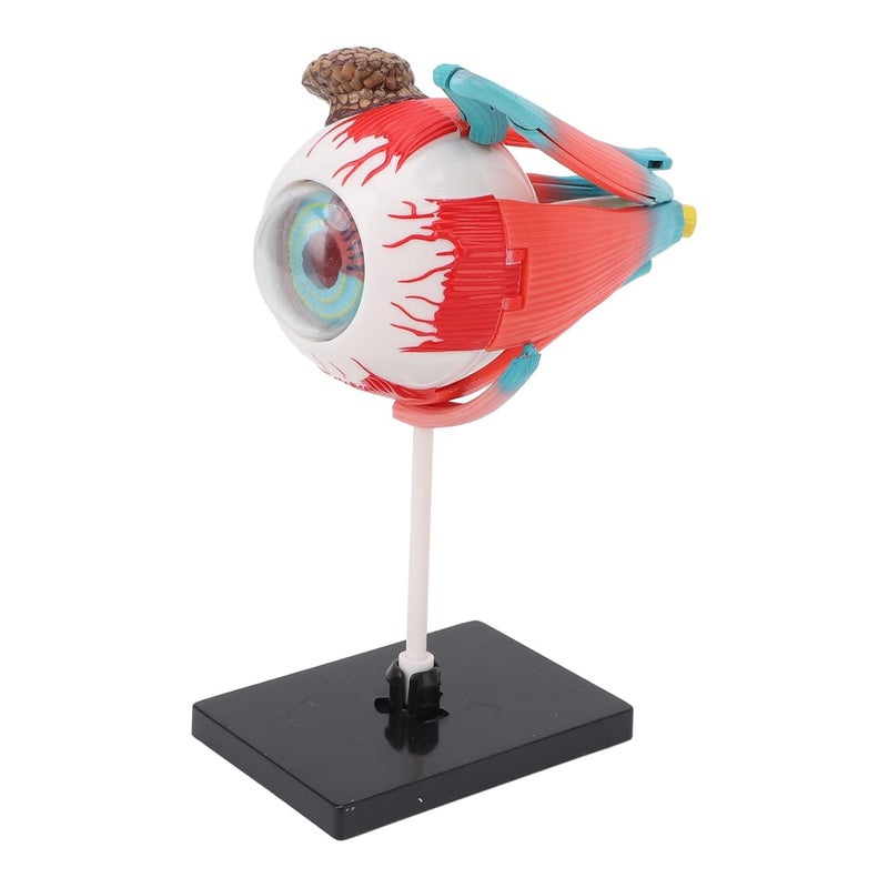 Advanced minimal build 16 Eyeball Anatomy Model with Stand, Build Detailed Human Eye Educational Tool, Lightweight and Sturdy Base, Suitable for Teaching and Display, Easy to Clean Plastic Material Season change compatible build Universal design Most item matching trendy design Safe material General compatible practical design Cost effective fine quality Demand fit global economical quality Global light sturdy raw material Daily universal pick Multi-goal comprehensive design Economical varied sizing picks Smooth joint UV resistant Polished safe edge Multi-market matching options Gulf standard sizing alternatives Globally popular universal design Longevity upgraded craftsmanship Easy daily handling design Multiple sizes Multiple design variants Classic trendy design picks Batch consistent craftsmanship Classic practical design - Image 4