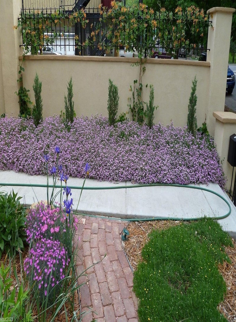 جي جوت بذور صابون الصخور، أزهار وردية - غطاء أرضي! (300 بذرة) - Image 2