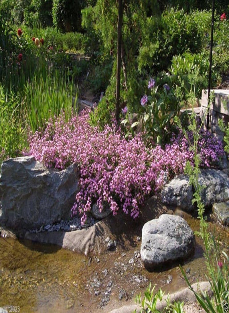 جي جوت بذور صابون الصخور، أزهار وردية - غطاء أرضي! (300 بذرة) - Image 4