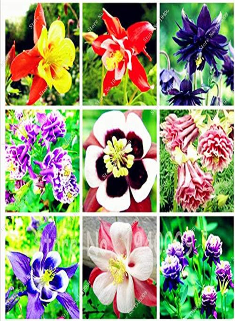 GGOOT New 10pcs Aquilegia Flower Seeds for Gardening Purple White - Image 2