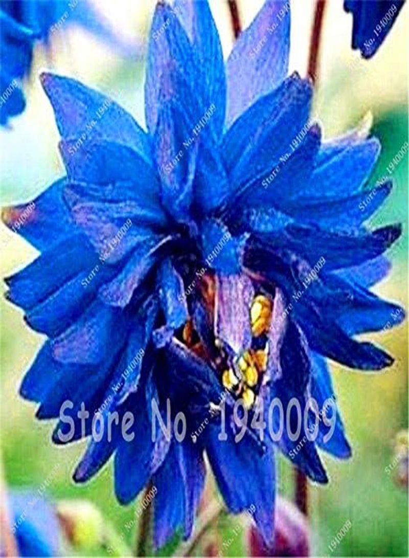 GGOOT New 10pcs Aquilegia Flower Seeds for Gardening Purple White - Image 4
