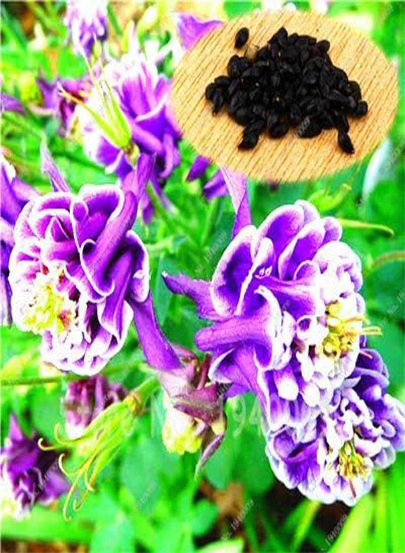 GGOOT New 10pcs Aquilegia Flower Seeds for Gardening Purple White - Image 1