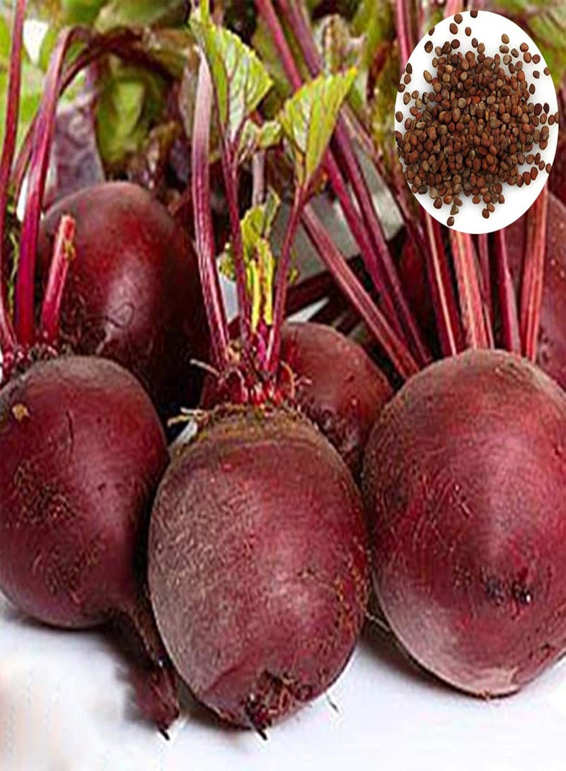 GGOOT Seed for Planting,50Pcs Beet Seeds Delicious Nutritious Vegetable Garden Backyard Bonsai Plant-Beet Seeds - Image 1