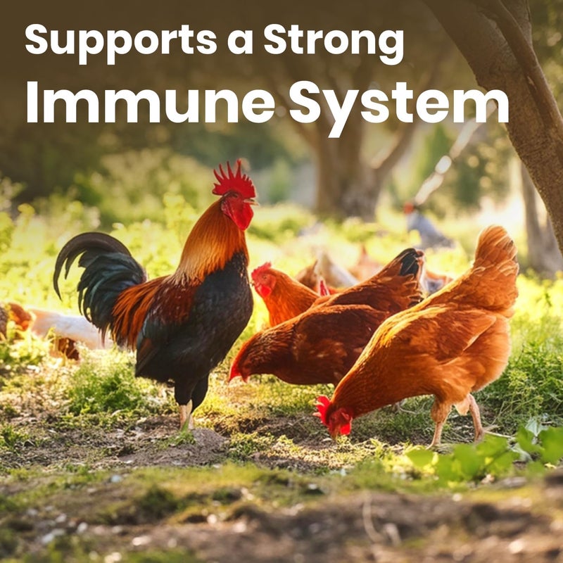 BRANDSFINITY Premium Bird Food For Wild Birds (1kg) - Image 3