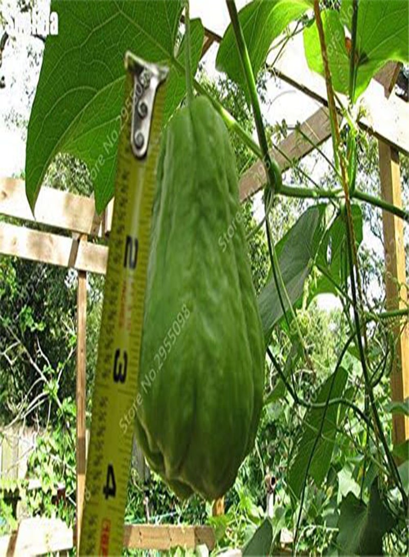 GGOOT Seeds 30 pcs/Bonsai Bag Bonsai semi Outdoor chayote Non Glum Succulent Pumpkin Fruit Vegetables Bonsai Seeds in Seeds for Flower vase Planner: Only Seeds - Image 1