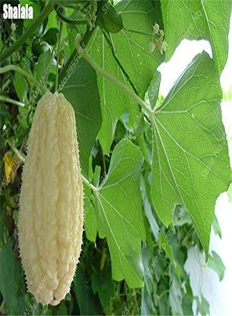 GGOOT Seeds 30 pcs/Bonsai Bag Bonsai semi Outdoor chayote Non Glum Succulent Pumpkin Fruit Vegetables Bonsai Seeds in Seeds for Flower vase Planner: Only Seeds - Image 4