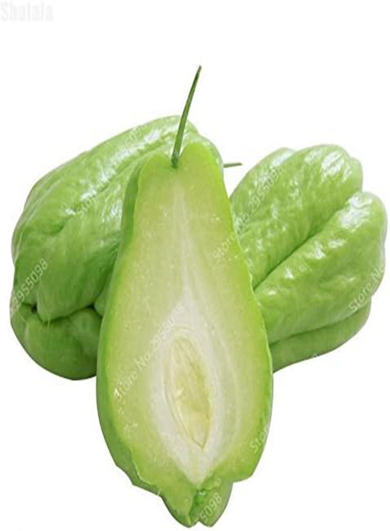 GGOOT Seeds 30 pcs/Bonsai Bag Bonsai semi Outdoor chayote Non Glum Succulent Pumpkin Fruit Vegetables Bonsai Seeds in Seeds for Flower vase Planner: Only Seeds - Image 2