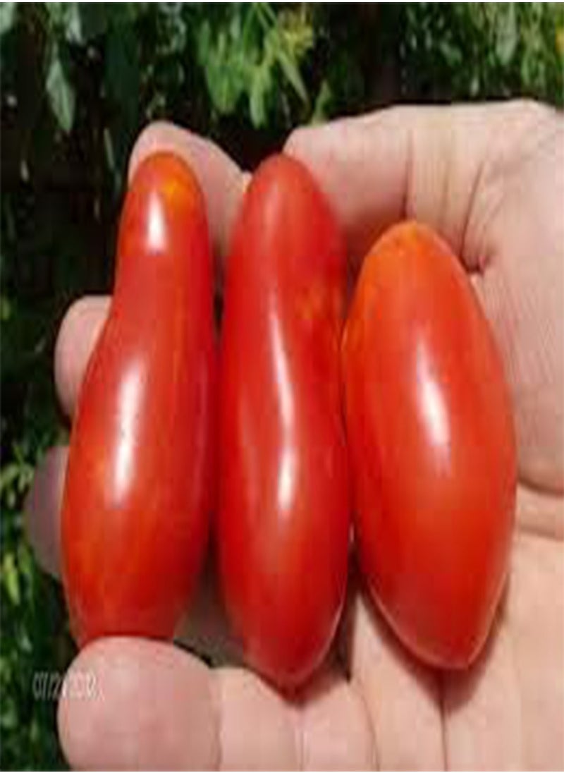 GGOOT Heritage Heirloom Amish Paste RED Cooking Tomato 20 Organic Seeds Certified  Organic Grower 