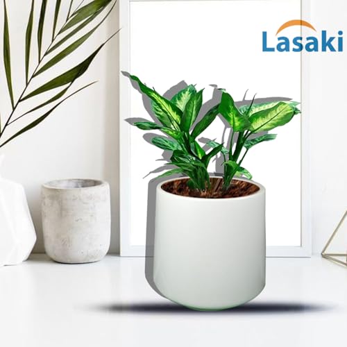 Lasaki Clara White Ceramic Plant Pot with Drain Holes (H-12.5 X D-12.5 Cm) | Flower Planter for Indoor & Outdoor Plants | Pots Balcony, Home, Garden & Office Succulent Pot (Plants Not Included) - Image 4