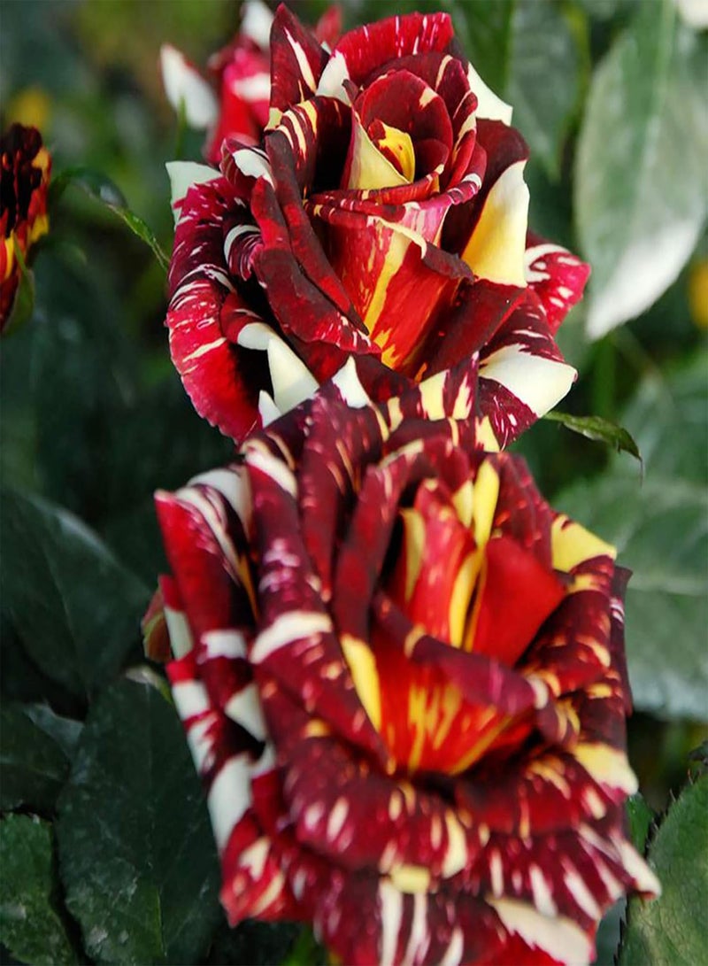 GGOOT 30Pcs Rare Black Rose Seeds Flower Easy Grow Rose Flower Seeds Perennial Flower Palnt Garden Home DIY Bonsai Decoration Rose Seed - Image 4