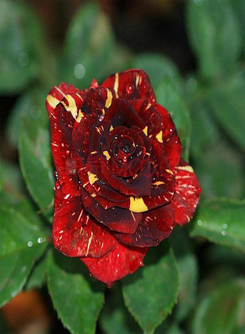 GGOOT 30Pcs Rare Black Rose Seeds Flower Easy Grow Rose Flower Seeds Perennial Flower Palnt Garden Home DIY Bonsai Decoration Rose Seed - Image 1