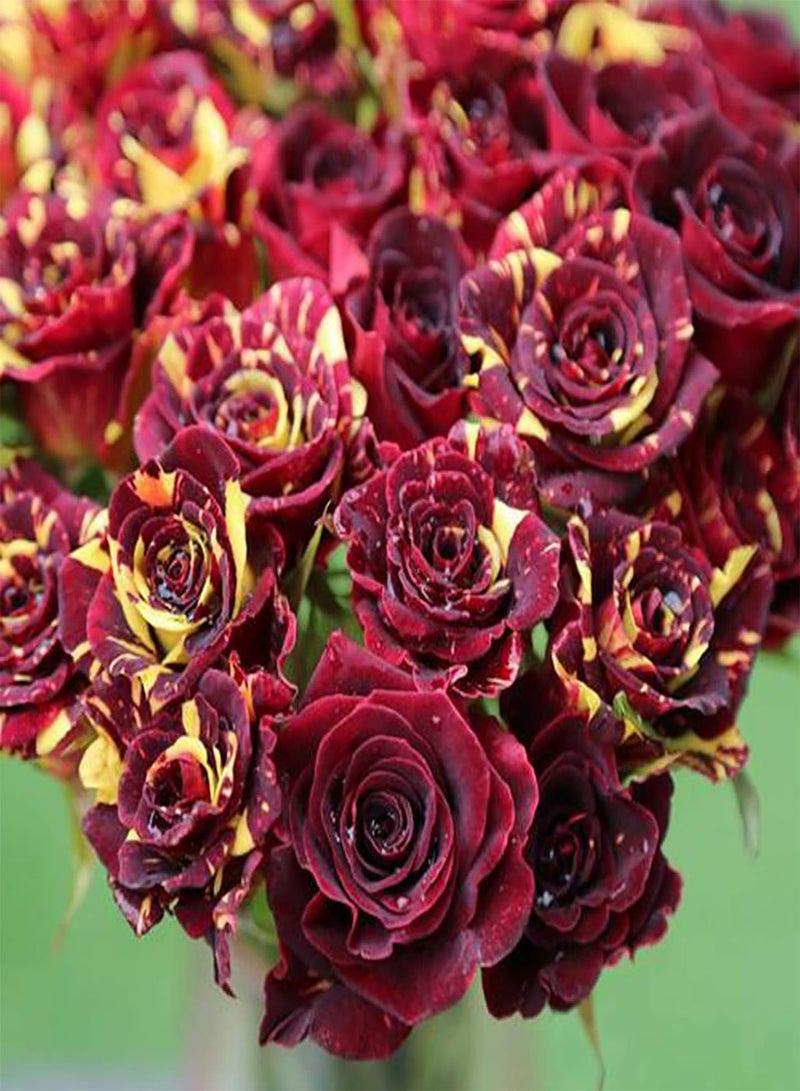 GGOOT 30Pcs Rare Black Rose Seeds Flower Easy Grow Rose Flower Seeds Perennial Flower Palnt Garden Home DIY Bonsai Decoration Rose Seed - Image 3