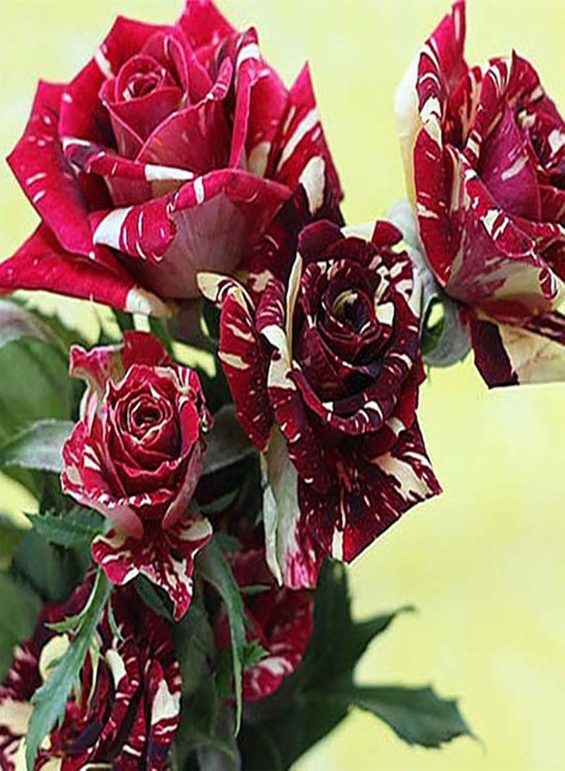 GGOOT 30Pcs Rare Black Rose Seeds Flower Easy Grow Rose Flower Seeds Perennial Flower Palnt Garden Home DIY Bonsai Decoration Rose Seed - Image 5