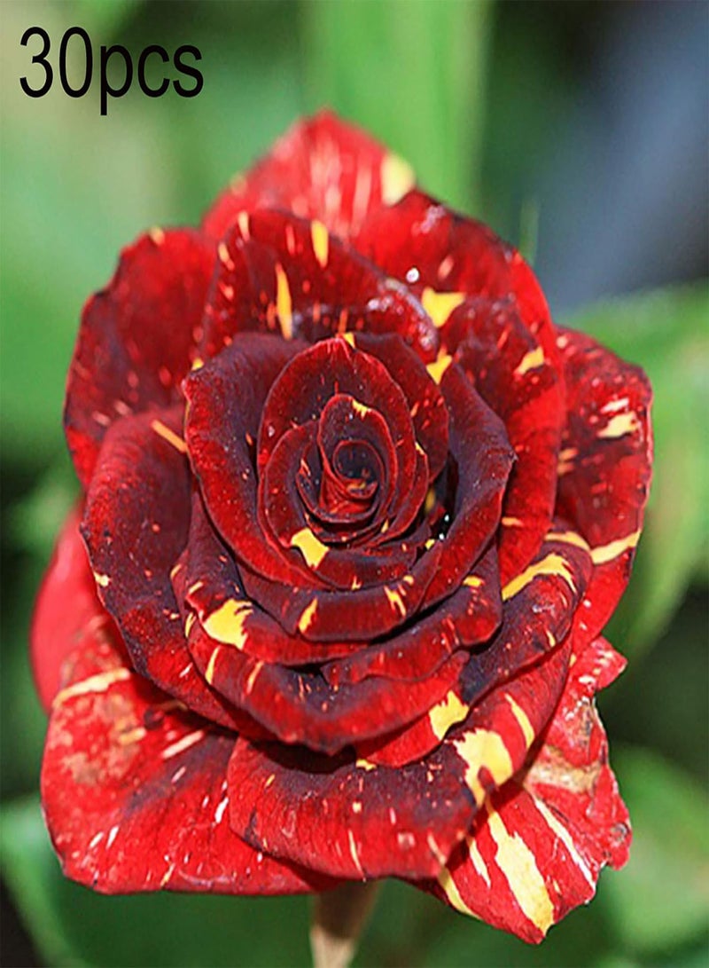 GGOOT 30Pcs Rare Black Rose Seeds Flower Easy Grow Rose Flower Seeds Perennial Flower Palnt Garden Home DIY Bonsai Decoration Rose Seed - Image 2