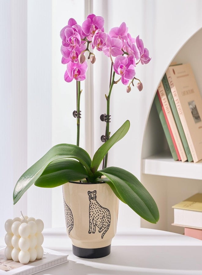 STHIE Indoor Ceramic Plant Pots with Drainage Holes 5 Inch Cute Succulent Flower Pots Small Orchid Planter Pots for Indoor Plants Garden Pots, Panther - Image 2