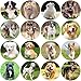 Hohamn 600Pcs Dog Stickers for Kids Teachers 15 Inch 16 Styles Dog Stickers for Kids Birthday Party School Reward Giveaways - Image 2