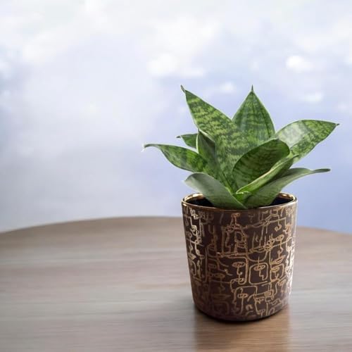 Fox & Fern Premium Ceramic Planter with Drainage-Hole for Vibrant Garden | Enhance The Ambiance of Your Home, Office or Garden (Dia. 5") (GA134B-014-GS) - Image 4