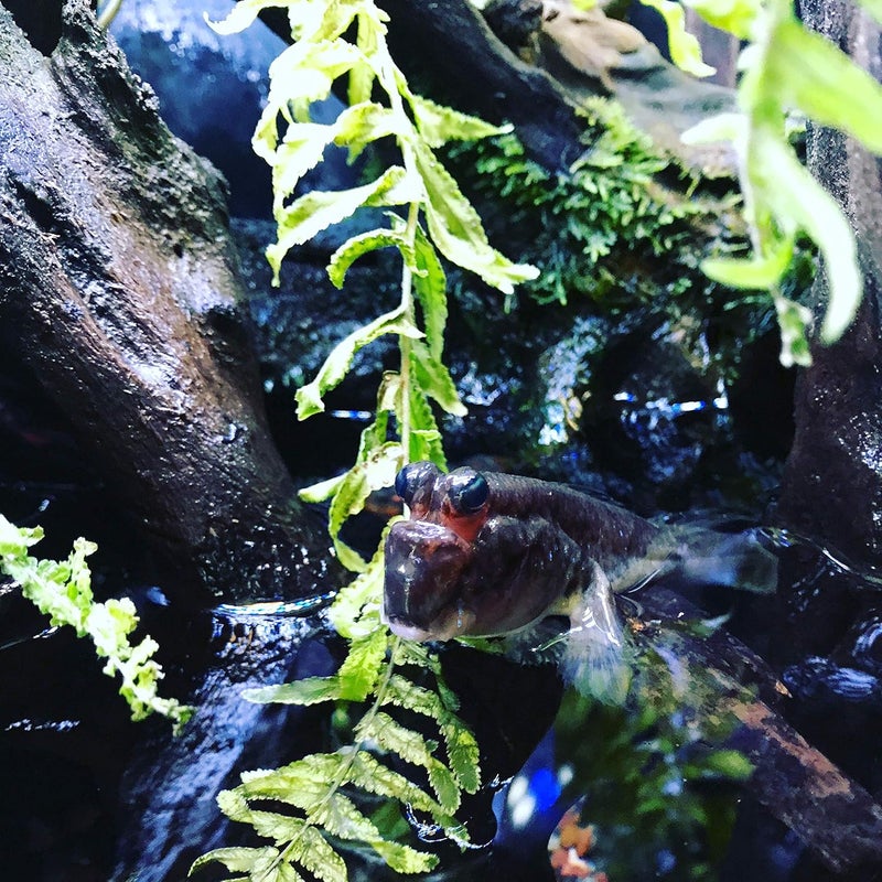 Seachem Prime Fresh and Saltwater Conditioner - 4L Chemical Remover and Detoxifier for Aquariums - Image 5