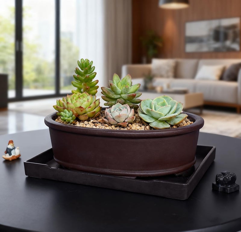 MUZHI Unglazed Natural Clay Bonsai Pot with Drip Tray, Oval Vintage Bonsai Tree Planter with Drainage for Bonsai Training Succulent Arrangement (Oval) - Image 4