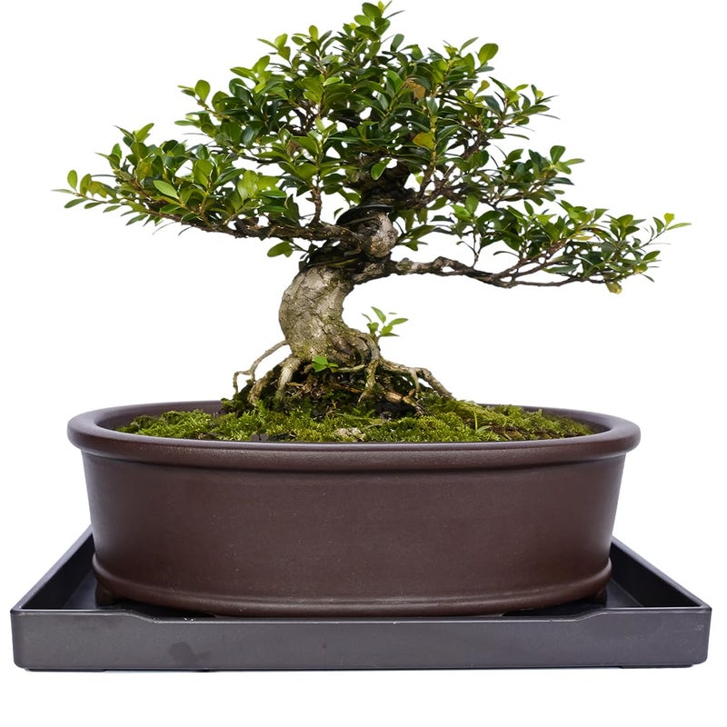 MUZHI Unglazed Natural Clay Bonsai Pot with Drip Tray, Oval Vintage Bonsai Tree Planter with Drainage for Bonsai Training Succulent Arrangement (Oval) - Image 1