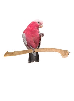 CHEWY BEAK Birds Stand Java wood perch for Large Birds  Parrots African Grey Casco cockatoo amazon Wooden Perch Natural Indonesian Wooden Tree branch Cage Accessories stick  - Image 1