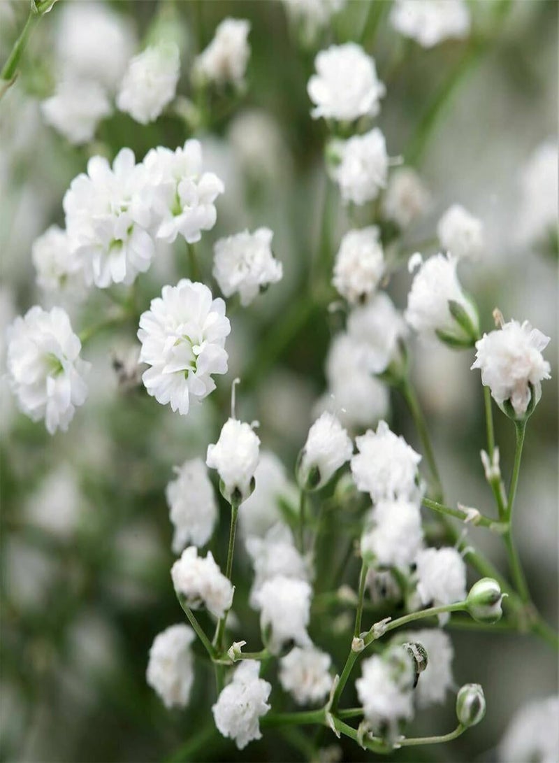 GGOOT 100Pcs Premium Flower Seeds, Gypsophila Paniculata Seeds Perennials Full of Vitality White Light Watering Flower Seeds for Balcony White - Image 1
