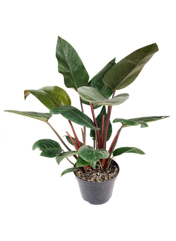 Philodendron Red Congo - pzsku/Z679A7FC0218C30184DDFZ/45/_/1723201278/ba0ee138-184a-4173-b32b-35a52c527fa9