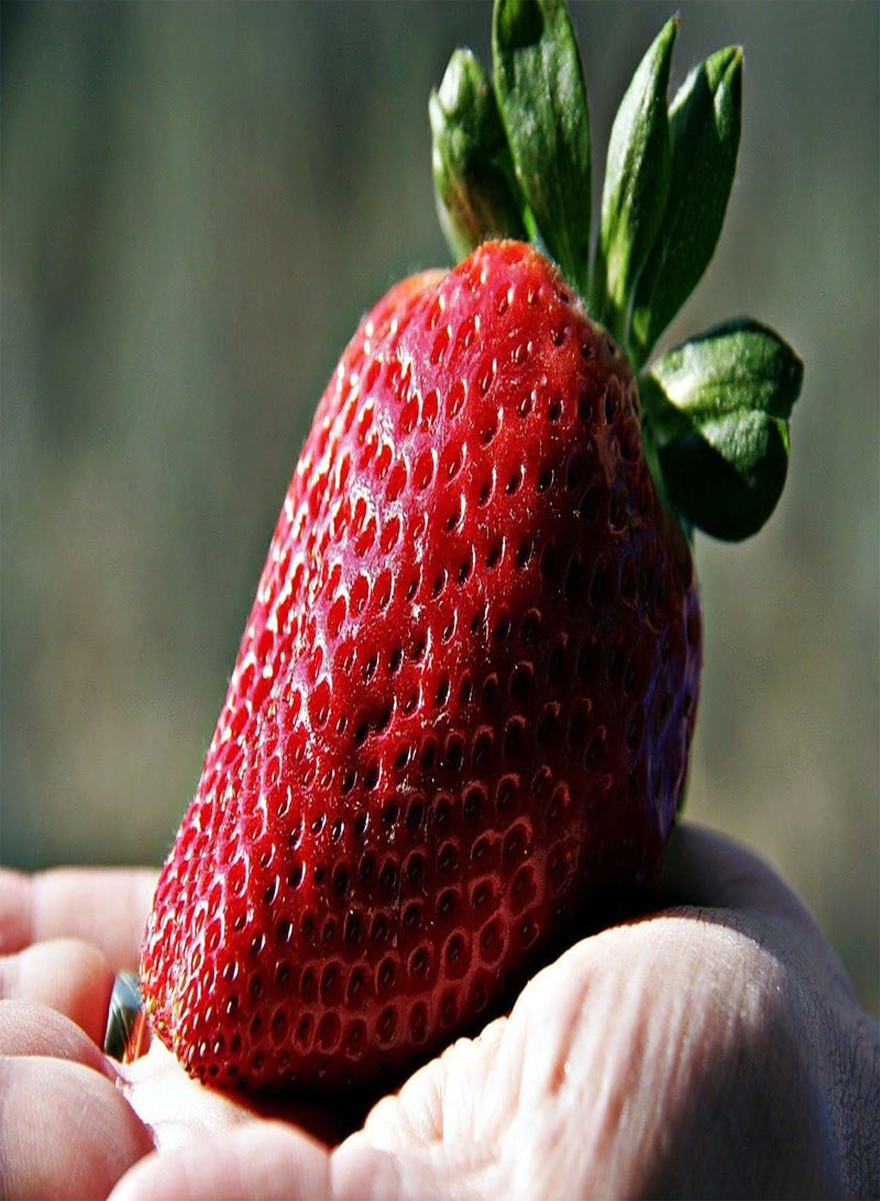 Giant Strawberry Seeds - Fragaria Ananassa- Apple Size Strawberries