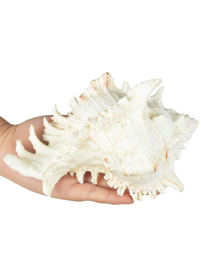 Large Natural Sea Shells, Huge Ocean Conch 4-5.5 inches Jumbo Seashells Perfect for Wedding Decor Beach Theme Party, Home Decorations,DIY Crafts, Fish Tank and Shell Collectors - Image 2