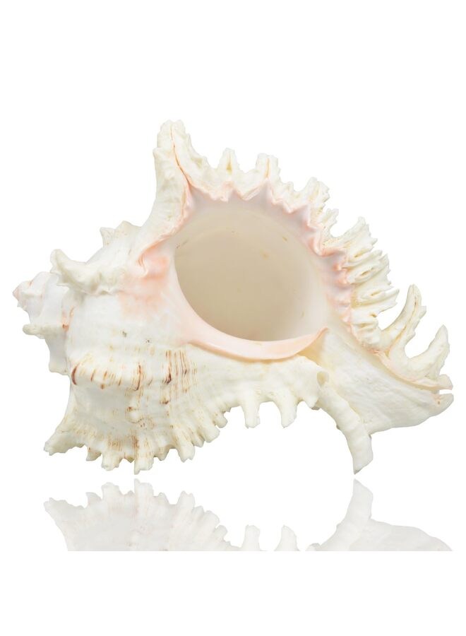 Large Natural Sea Shells, Huge Ocean Conch 4-5.5 inches Jumbo Seashells Perfect for Wedding Decor Beach Theme Party, Home Decorations,DIY Crafts, Fish Tank and Shell Collectors - Image 1