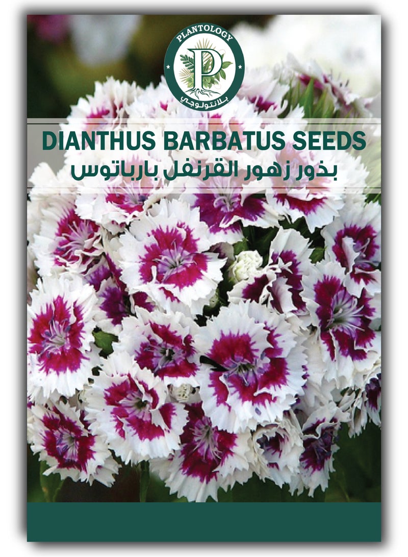 Dianthus Baratus Seeds for Planting in Home Garden Lawn - 2 Packets