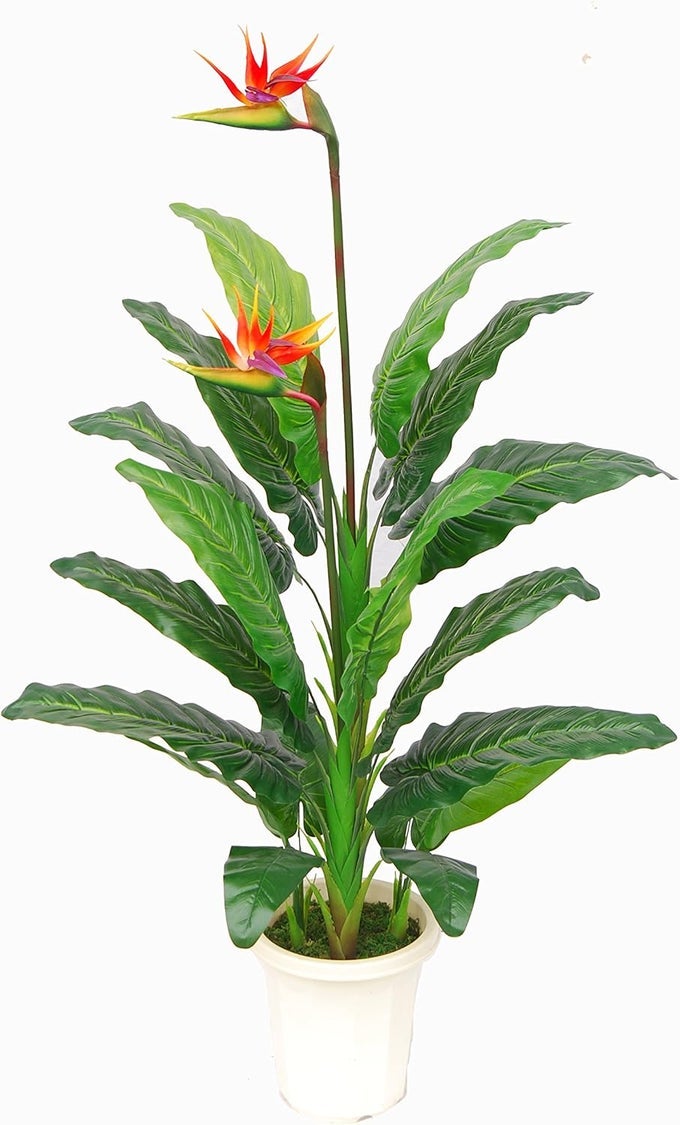 Unique And Gorgeous Large 5 Paradise Bird Flower Artificial Plant Real Touch Technology with Nursery Plastic Pot with UV Protection for Both Indoor and Outdoor display