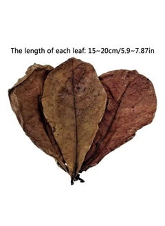 Generic 20PCS Cleaning Aquarium Tank Natural Terminalia Catappa Foetida Leaf,PH Balance Water Conditioner,Almond Leaves Aquarium Clean Tools ​For Turtles Shrimps Catfish  - Image 2