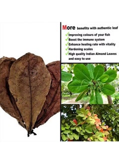 Generic 20PCS Cleaning Aquarium Tank Natural Terminalia Catappa Foetida Leaf,PH Balance Water Conditioner,Almond Leaves Aquarium Clean Tools ​For Turtles Shrimps Catfish  - Image 4