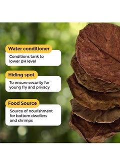 Generic 20PCS Cleaning Aquarium Tank Natural Terminalia Catappa Foetida Leaf,PH Balance Water Conditioner,Almond Leaves Aquarium Clean Tools ​For Turtles Shrimps Catfish  - Image 3